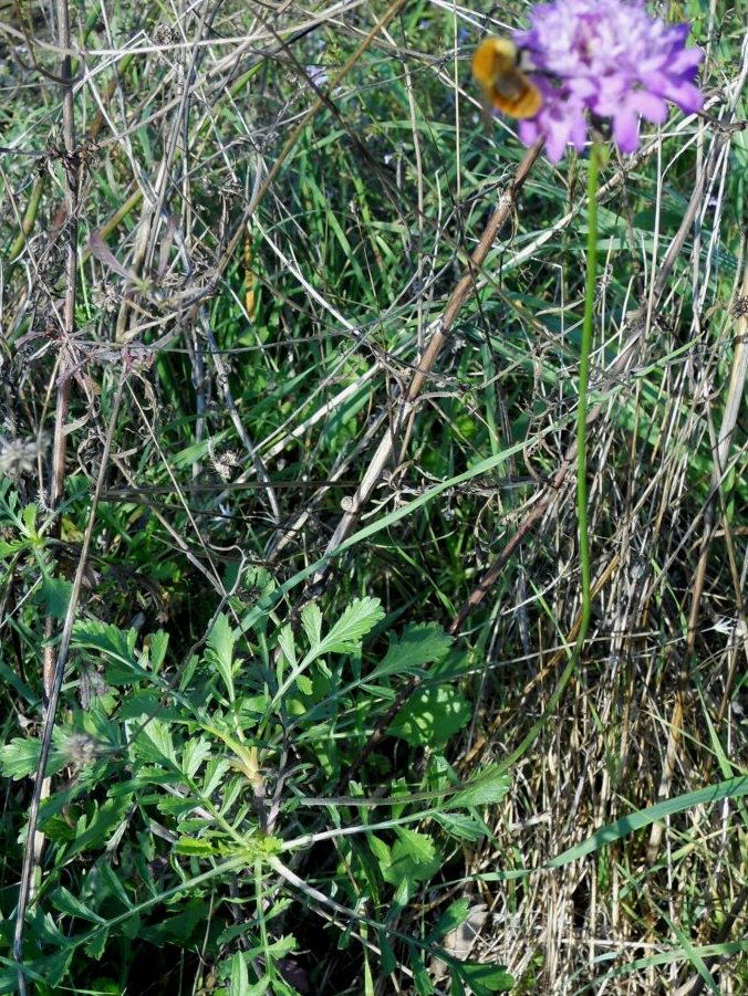 Sixalix atropurpurea